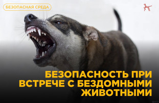 ОСТОРОЖНО, БЕЗДОМНЫЕ ЖИВОТНЫЕ! ОСТОРОЖНО, БЕЗДОМНЫЕ ЖИВОТНЫЕ!.